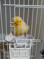 /album/norwich-2014/buff-cock-2013-jpg2/